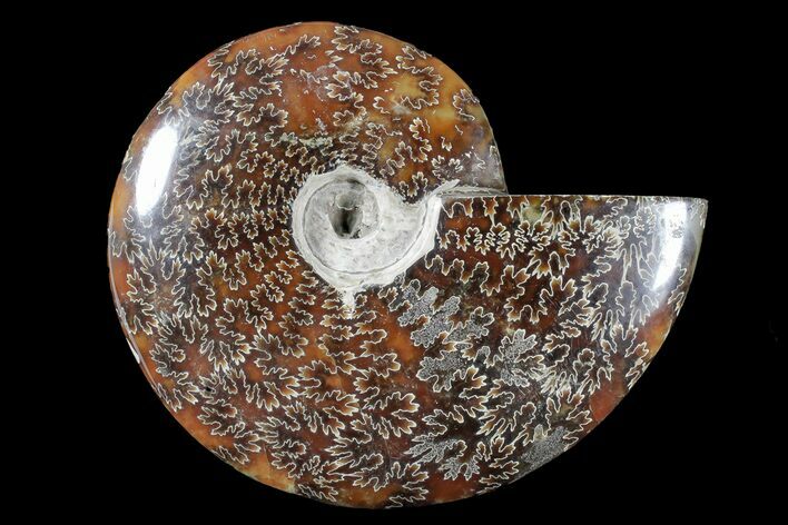 Polished Ammonite (Cleoniceras) Fossil - Madagascar #166377